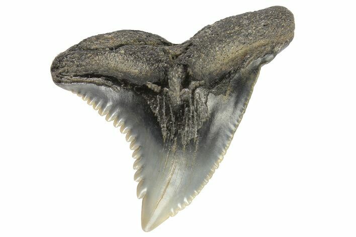 Serrated, Fossil Shark (Hemipristis) Tooth #178619